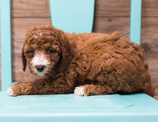 Dora is an F1B Goldendoodle that should have  and is currently living in California