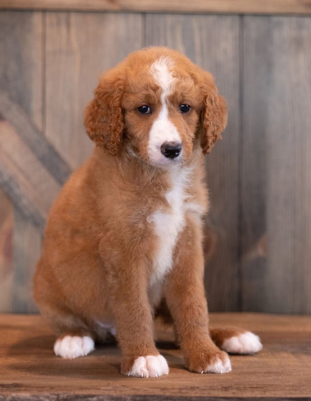 A picture of a Ali, one of our  s puppies that went to their home in Iowa