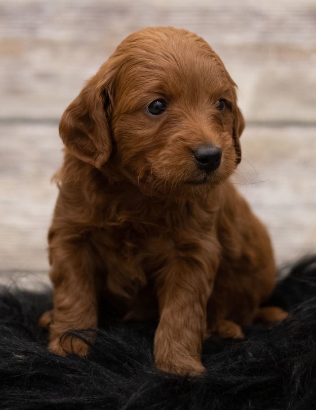 Holly was born on 12/07/2018