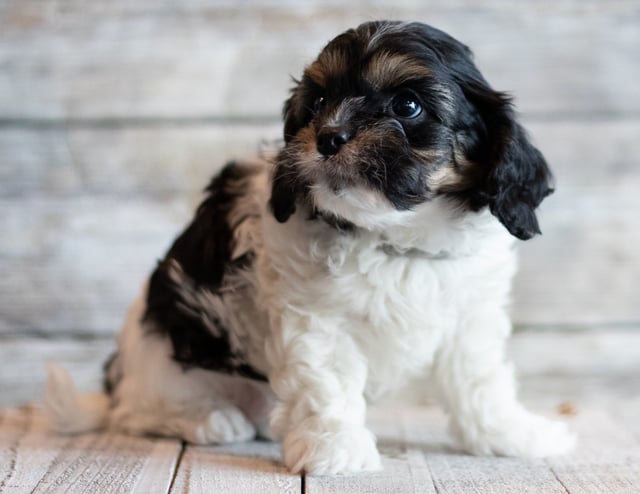 Jax came from Bella and Stanley's litter of F1 Cavapoos