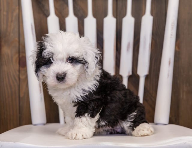 Yogi is an F1 Sheepadoodle that should have  and is currently living in Nebraska