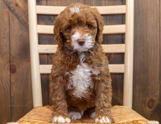 Jagger came from Paisley and Houston's litter of Multigen Australian Goldendoodles