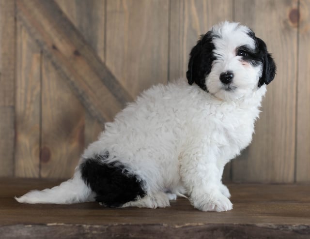 Damper is an F1B Sheepadoodle that should have  and is currently living in Alabama