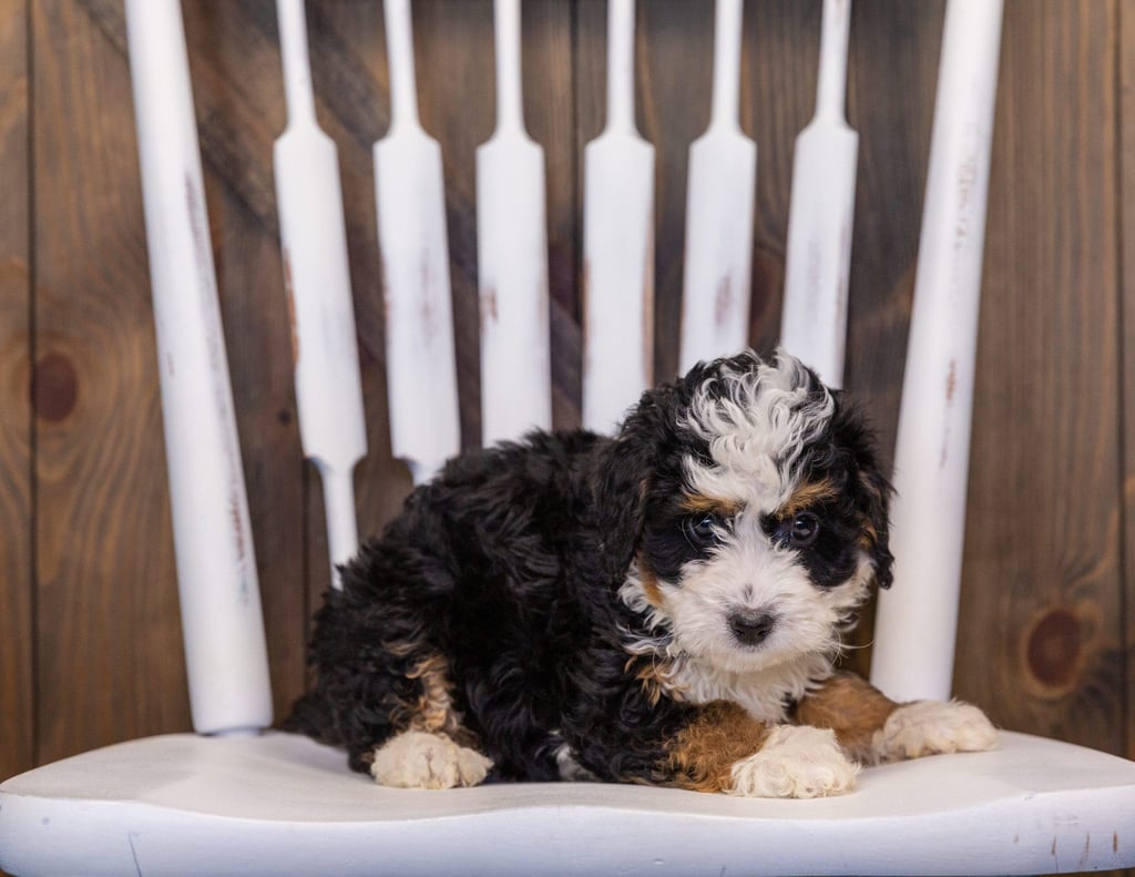 A picture of a Iynz, one of our  Bernedoodles puppies that went to their home in Illinois