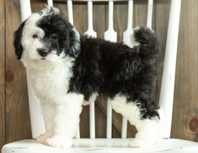 Jada is an F1 Sheepadoodle that should have  and is currently living in Minnesota