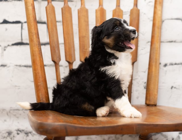Pepe came from Pepe and Pepe's litter of F1 Bernedoodles