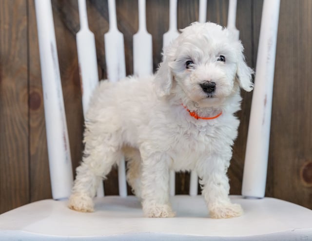 A picture of a Odessa, one of our Mini Sheepadoodles puppies that went to their home in Illinois