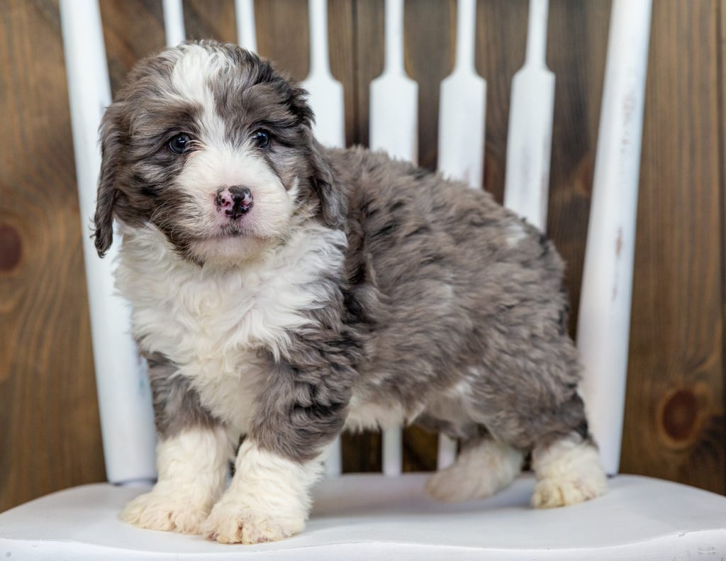 Vicky came from Tyrell and Grimm's litter of F1 Bernedoodles