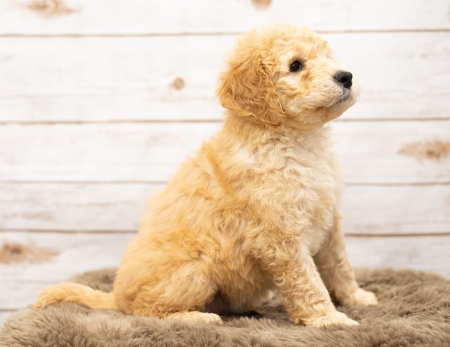 Another great picture of Otis, a Goldendoodles puppy