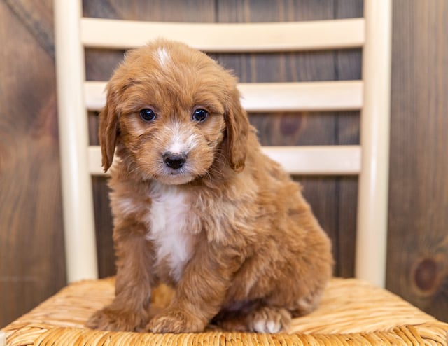 Kane is an F1 Goldendoodle that should have  and is currently living in Iowa