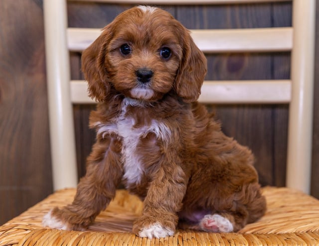 Umay is an F1 Cavapoo that should have  and is currently living in South Dakota