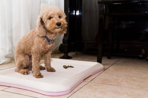 Dog potty training on indoor pad