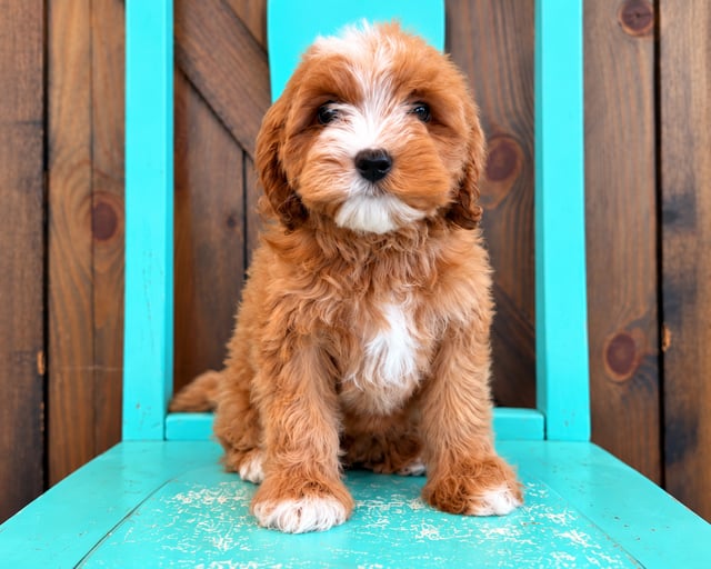 A picture of a Fiona, a gorgeous Petite Cavapoos for sale