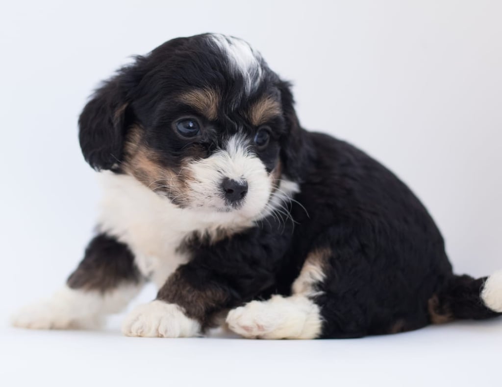 Bo is an F1 Bernedoodle.