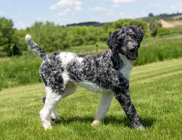 Irish Doodles bred in in Iowa by Poodles 2 Doodles