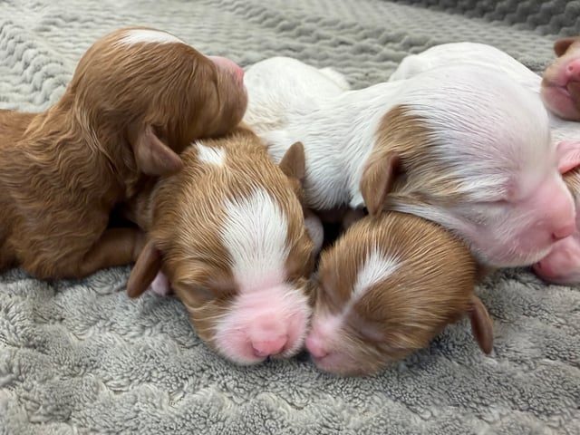 This litter of Cavapoos are of the F1B generation.