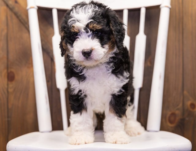 Gerry came from Kiaya and Bentley's litter of F1 Bernedoodles