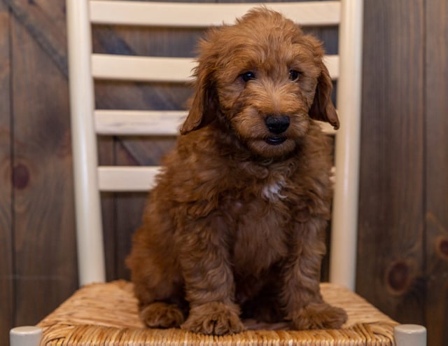 Hugh is an F1 Goldendoodle that should have  and is currently living in Nebraska