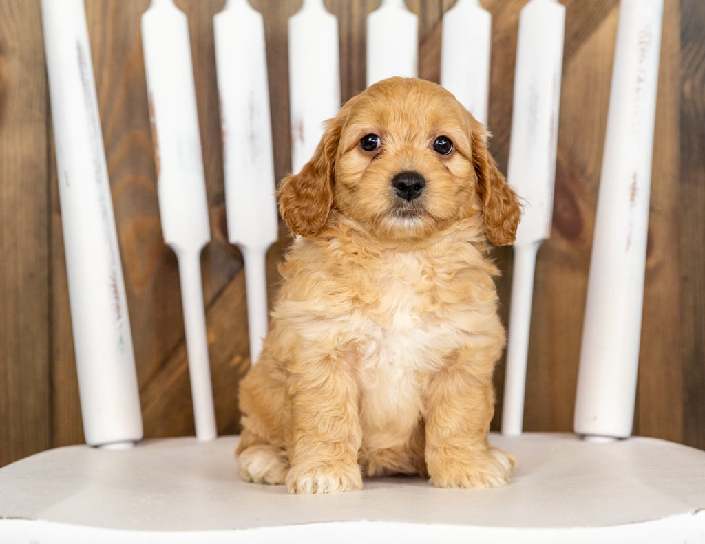 Peyton came from Berkeley and Taylor's litter of F1B Goldendoodles