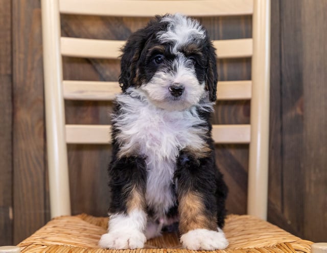 Xarco came from Willow and Parker's litter of F1 Bernedoodles