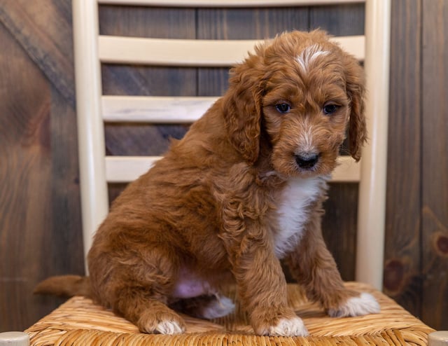 A picture of a Luca, one of our Mini Goldendoodles puppies that went to their home in Kansas