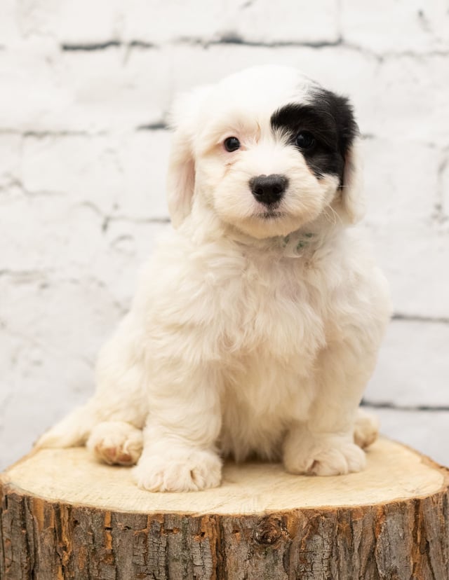 A picture of a Tenny, one of our Mini Sheepadoodles puppies that went to their home in Connecticut