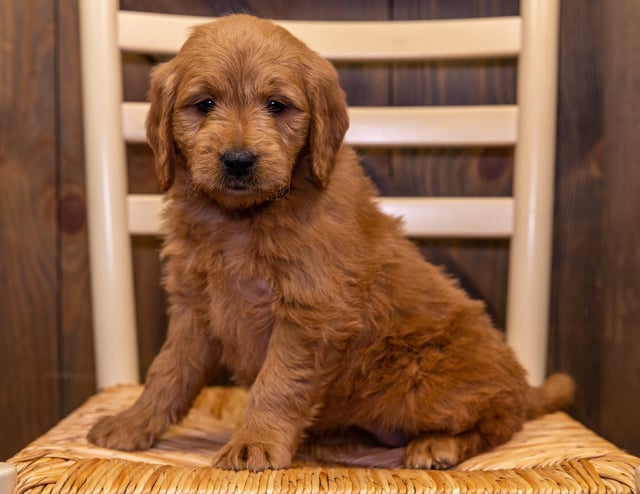 Dotty is an F1 Goldendoodle that should have  and is currently living in Iowa