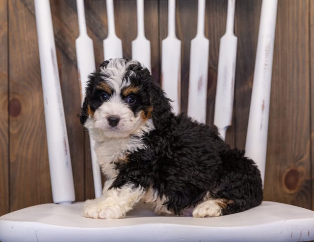 Isley is an F1 Bernedoodle that should have  and is currently living in Wisconsin