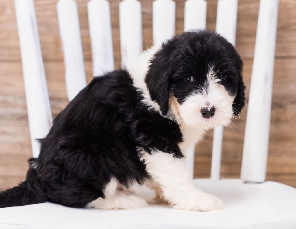 Yamie is an F1 Sheepadoodle that should have  and is currently living in Illinois