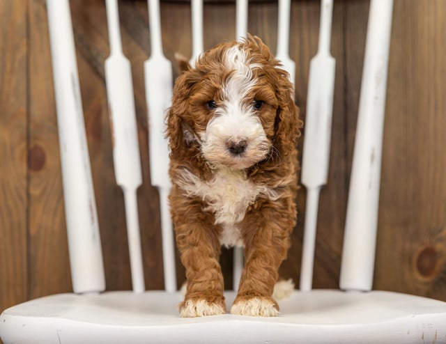 Farah came from Dallas and Farah's litter of F1B Goldendoodles