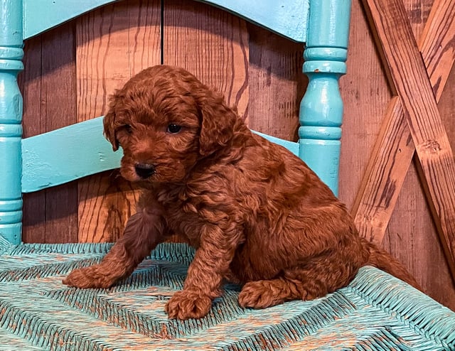 Maple came from Tatum and Toby's litter of F1BB Goldendoodles
