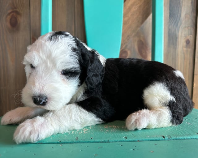 Karen is an F1 Sheepadoodle that should have  and is currently living in Nebraska 
