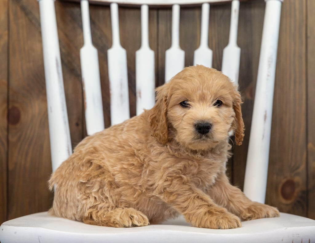 Bosley is an F1 Goldendoodle.