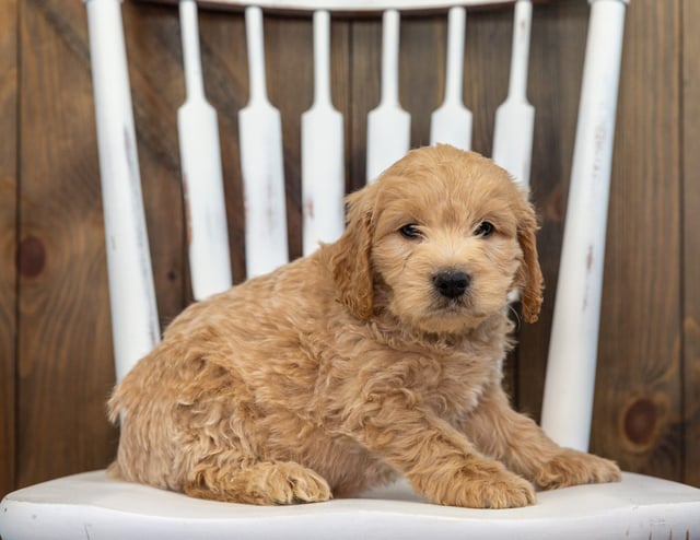 Bosley came from KC and Rugar's litter of F1 Goldendoodles