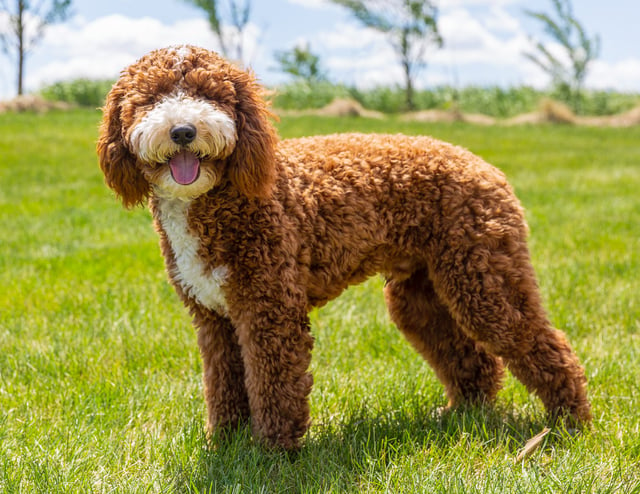 Murphy is an  Poodle and a father here at Poodles 2 Doodles - Best Sheepadoodle and Goldendoodle Breeder in Iowa