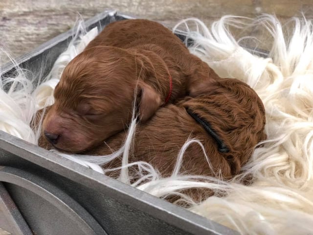 Mini Red Goldendoodles