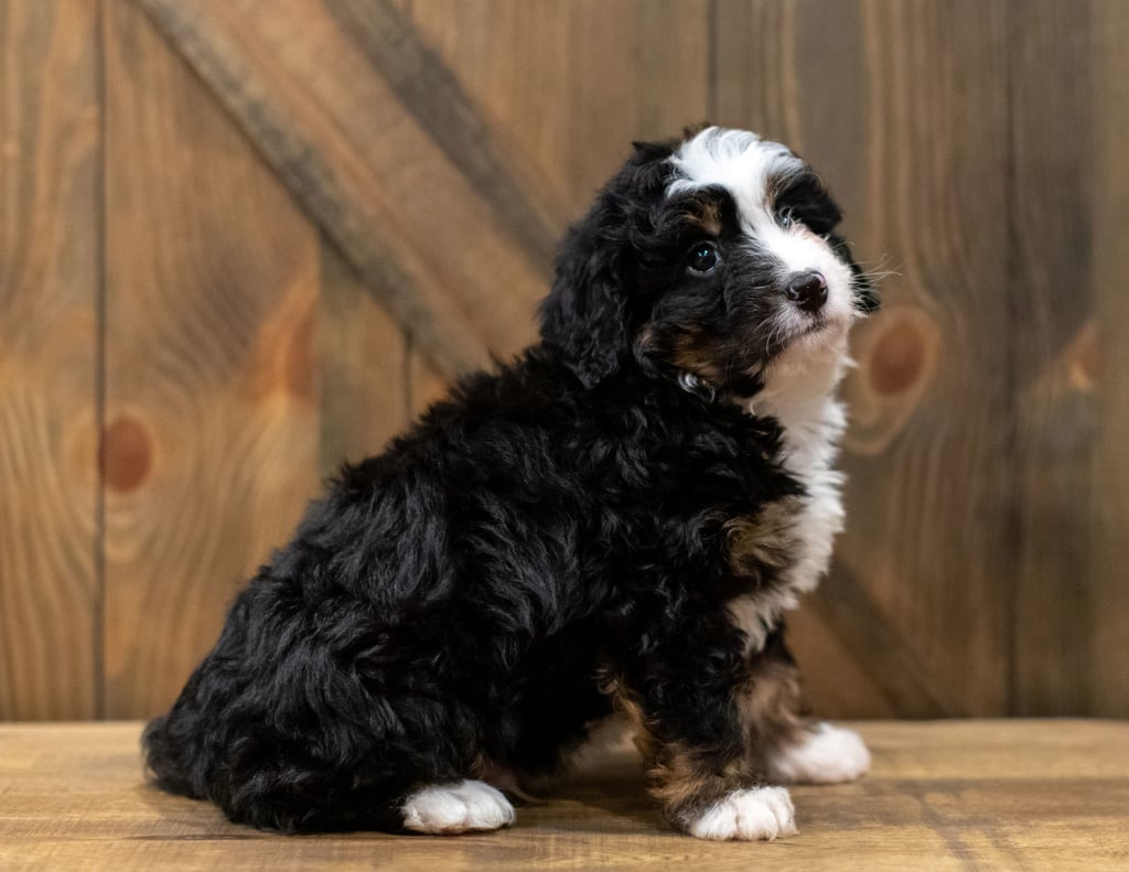 Quaker is an F1 Bernedoodle that should have  and is currently living in Kansas