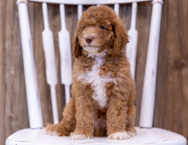 Griffin came from Candice and Milo's litter of  Poodles