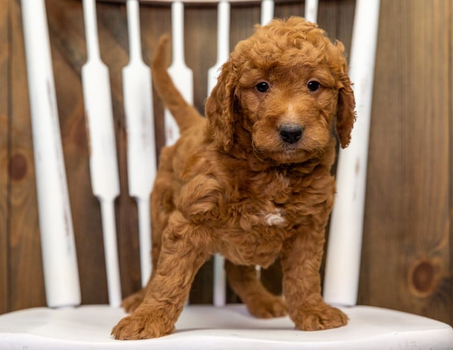 Chewy is an F1 Goldendoodle that should have  and is currently living in California