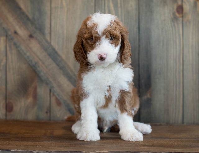 A picture of a Dee, one of our Mini Goldendoodles puppies that went to their home in Florida