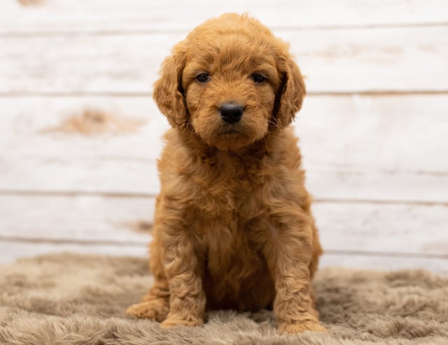 Goldendoodles bred in in Iowa by Poodles 2 Doodles