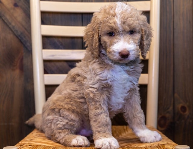 A picture of a Yolo, one of our Standard Goldendoodles puppies that went to their home in Nebraska