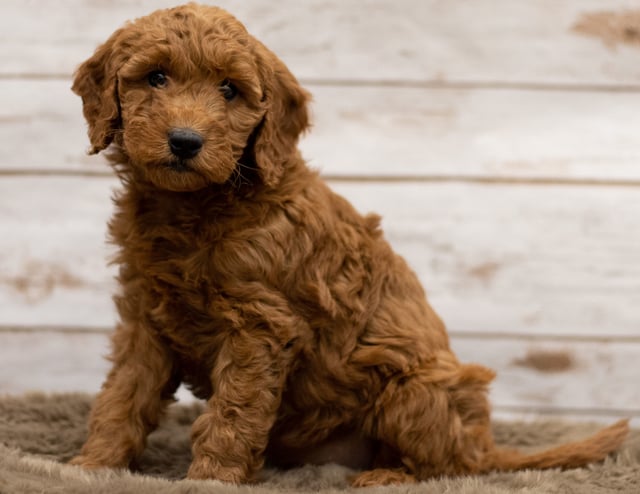 Hady came from Hady and Griffin's litter of F1 Goldendoodles
