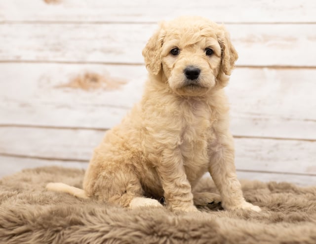 This litter of Goldendoodles are of the Multigen generation.