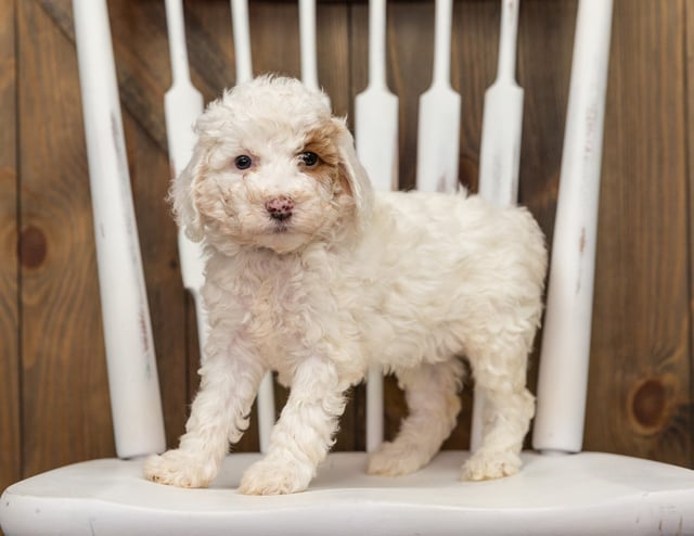 Ember is an F1BB Goldendoodle that should have  and is currently living in California