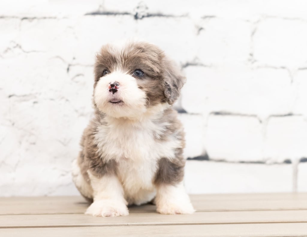 A picture of a Zani, one of our Mini Bernedoodles for sale