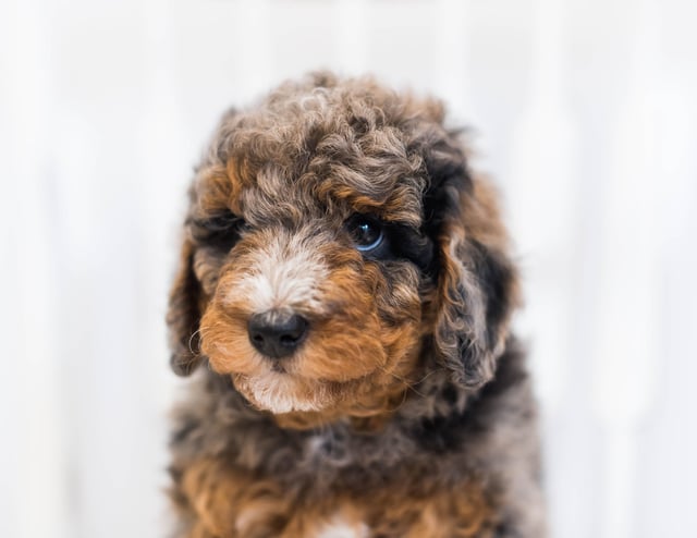 Josie came from Raven and Ozzy's litter of F1BB Bernedoodles