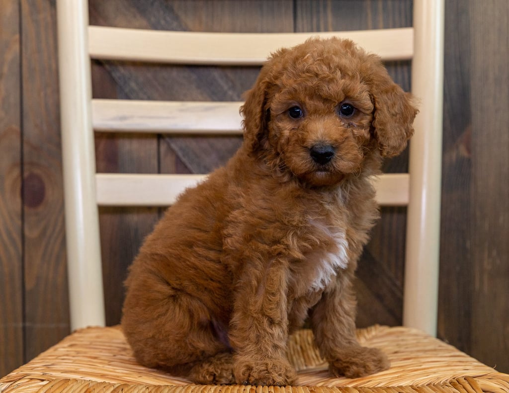 A picture of a Omar, one of our Mini Goldendoodles puppies that went to their home in Iowa