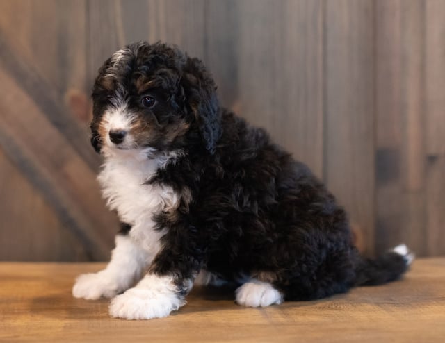Sadie is an F1 Bernedoodle that should have  and is currently living in Texas