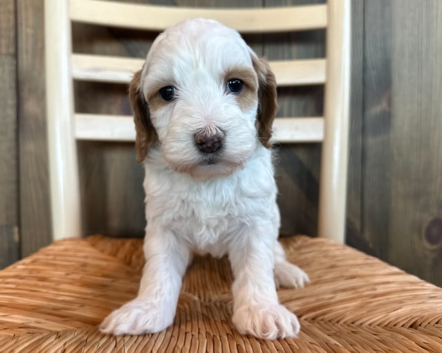 F1 Goldendoodle puppies for sale online, Iowa Goldendoodle Breeder